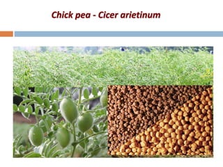 Chick pea - Cicer arietinum
 