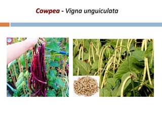 Cowpea - Vigna unguiculata
 