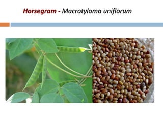 Horsegram - Macrotyloma uniflorum
 