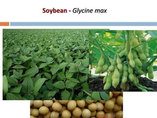 Soybean - Glycine max
 