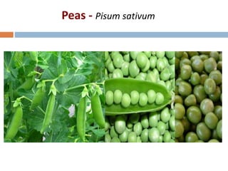 Peas - Pisum sativum
 