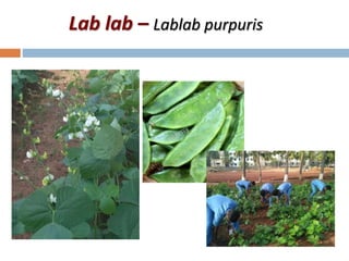 Lab lab – Lablab purpuris
 