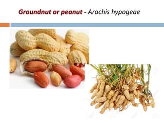 Groundnut or peanut - Arachis hypogeae
 