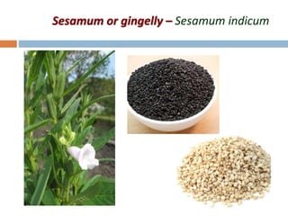 Sesamum or gingelly – Sesamum indicum
 