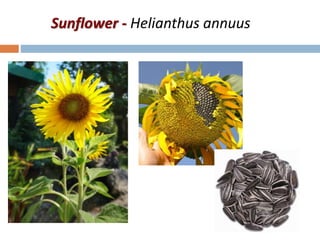 Sunflower - Helianthus annuus
 