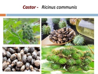 Castor - Ricinus communis
 