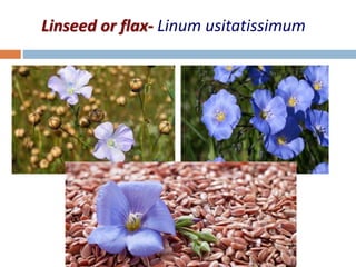 Linseed or flax- Linum usitatissimum
 