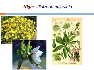 Niger - Guizotia abyssinia
 