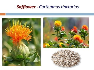 Safflower - Carthamus tinctorius
 
