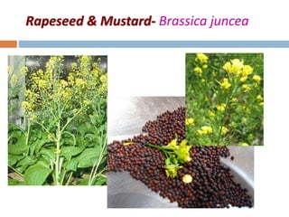 Rapeseed & Mustard- Brassica juncea
 