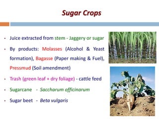 Sugar Crops
• Juice extracted from stem - Jaggery or sugar
• By products: Molasses (Alcohol & Yeast
formation), Bagasse (Paper making & Fuel),
Pressmud (Soil amendment)
• Trash (green leaf + dry foliage) - cattle feed
• Sugarcane - Saccharum officinarum
• Sugar beet - Beta vulgaris
 