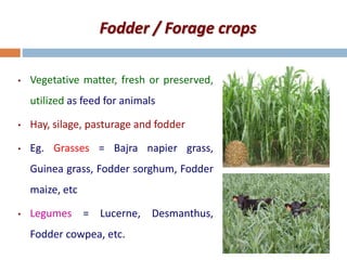 Fodder / Forage crops
• Vegetative matter, fresh or preserved,
utilized as feed for animals
• Hay, silage, pasturage and fodder
• Eg. Grasses = Bajra napier grass,
Guinea grass, Fodder sorghum, Fodder
maize, etc
• Legumes = Lucerne, Desmanthus,
Fodder cowpea, etc.
 