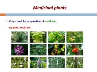Medicinal plants
• Crops used for preparation of medicines
Eg. Mint, Thulsi etc
 