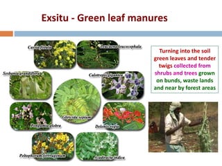 Exsitu - Green leaf manures
Turning into the soil
green leaves and tender
twigs collected from
shrubs and trees grown
on bunds, waste lands
and near by forest areas
 