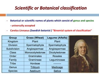 Scientific or Botanical classification
• Botanical or scientific names of plants which consist of genus and species
- universally accepted
• Carolus Linnaeus (Swedish botanist ) “Binomial system of classification”
 