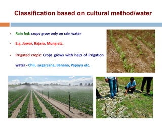 Classification based on cultural method/water
• Rain fed: crops grow only on rain water
• E.g. Jowar, Bajara, Mung etc.
• Irrigated crops: Crops grows with help of irrigation
water - Chili, sugarcane, Banana, Papaya etc.
 