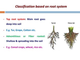 Classification based on root system
• Tap root system: Main root goes
deep into soil
• E.g. Tur, Grape, Cotton etc.
• Adventitious or Fiber rooted:
Shallow & spreading into the soil
• E.g. Cereal crops, wheat, rice etc.
 