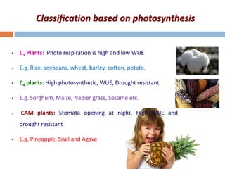 Classification based on photosynthesis
• C3 Plants: Photo respiration is high and low WUE
• E.g. Rice, soybeans, wheat, barley, cotton, potato.
• C4 plants: High photosynthetic, WUE, Drought resistant
• E.g. Sorghum, Maize, Napier grass, Sesame etc.
• CAM plants: Stomata opening at night, High WUE and
drought resistant
• E.g. Pineapple, Sisal and Agave
 