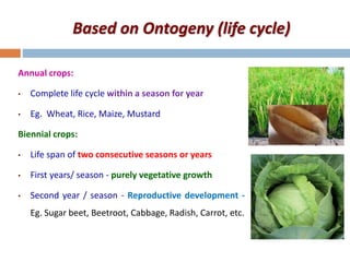 Based on Ontogeny (life cycle)
Annual crops:
• Complete life cycle within a season for year
• Eg. Wheat, Rice, Maize, Mustard
Biennial crops:
• Life span of two consecutive seasons or years
• First years/ season - purely vegetative growth
• Second year / season - Reproductive development -
Eg. Sugar beet, Beetroot, Cabbage, Radish, Carrot, etc.
 