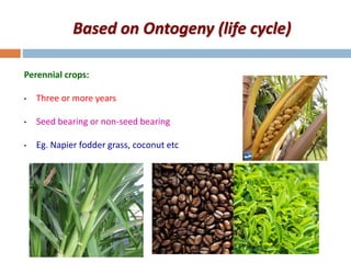 Based on Ontogeny (life cycle)
Perennial crops:
• Three or more years
• Seed bearing or non-seed bearing
• Eg. Napier fodder grass, coconut etc
 