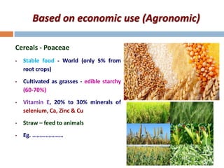 Based on economic use (Agronomic)
Cereals - Poaceae
• Stable food - World (only 5% from
root crops)
• Cultivated as grasses - edible starchy
(60-70%)
• Vitamin E, 20% to 30% minerals of
selenium, Ca, Zinc & Cu
• Straw – feed to animals
• Eg. …………………
 