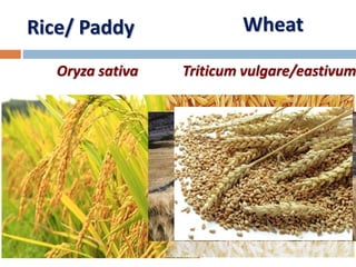 Rice/ Paddy
Oryza sativa
Wheat
Triticum vulgare/eastivum
 