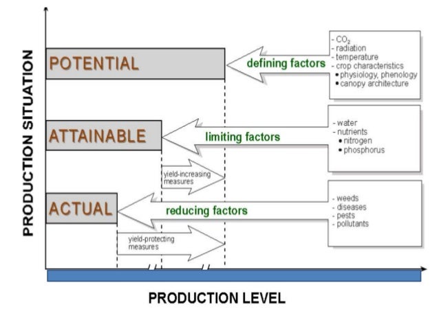 Crop simulation model for intercropping