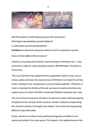 12
Did all the plants in all the glasses grow atthe same pace?
Which glass showed better growth of plants?
In which glass wasthe growth fastest?
Fertilisers arechemical substances which arerich in a particular nutrient.
How are these differentfrom manure?
Fertilisers are produced in factories. Some examples of fertilisers are— urea,
ammonium sulphate, super phosphate, potash, NPK (Nitrogen, Phosphorus,
Potassium).
The useof fertilisers has helped farmers to get better yield of crops such as
wheat, paddy and maize. But excessiveuse of fertilisers has made the soil less
fertile. Fertilisers have also become a sourceof water pollution. Therefore, in
order to maintain the fertility of the soil, we have to substitute fertilisers by
organic manure or leave the field uncultivated (fallow) in between two crops.
The use of manureimproves soil texture as well as its water retaining capacity.
Itreplenishes the soil with all the nutrients. Another method of replenishing
the soil with nutrients is through crop rotation. This can be done by growing
different crops alternately.
Earlier, farmers in northern India used to grow legumes as fodder in one
season and wheatin the next season. This helped in the replenishmentof the
 
