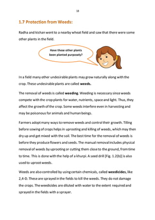 18
Radha and kishan wentto a nearby wheat field and saw that there were some
other plants in the field.
In a field many other undesirableplants may grow naturally along with the
crop. These undesirableplants are called weeds.
The removal of weeds is called weeding. Weeding is necessary sinceweeds
compete with the crop plants for water, nutrients, spaceand light. Thus, they
affect the growth of the crop. Some weeds interfere even in harvesting and
may be poisonous for animals and human beings.
Farmers adoptmany ways to remove weeds and controltheir growth. Tilling
before sowing of crops helps in uprooting and killing of weeds, which may then
dry up and get mixed with the soil. The best time for the removal of weeds is
before they produceflowers and seeds. The manual removalincludes physical
removalof weeds by uprooting or cutting them closeto the ground, fromtime
to time. This is done with the help of a khurpi. A seed drill [Fig. 1.2(b)] is also
used to uprootweeds.
Weeds are also controlled by using certain chemicals, called weedicides, like
2,4-D. Theseare sprayed in the fields to kill the weeds. They do not damage
the crops. Theweedicides are diluted with water to the extent required and
sprayed in the fields with a sprayer.
Have these other plants
been planted purposely?
 