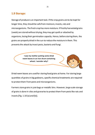 21
Storageof produceis an important task. If the crop grains areto be kept for
longer time, they should be safefrom moisture, insects, rats and
microorganisms. Thefresh crop has more moisture. If freshly harvested grains
(seeds) are stored without drying, they may get spoilt or attacked by
organisms, losing their germination capacity. Hence, beforestoring them, the
grains are properly dried in the sun to reduce the moisture in them. This
prevents the attack by insect pests, bacteria and fungi.
Dried neem leaves are used for storing food grains at home. For storing large
quantities of grains in big godowns, specific chemical treatments are required
to protect them frompests and microorganisms.
Farmers storegrains in jute bags or metallic bins. However, largescale storage
of grains is done in silos and granaries to protect them from pests like rats and
insects [Fig. 1.10 (a) and (b)].
I saw my mother putting some dried
neem leaves in an iron drum containing
wheat. I wonder why?
 