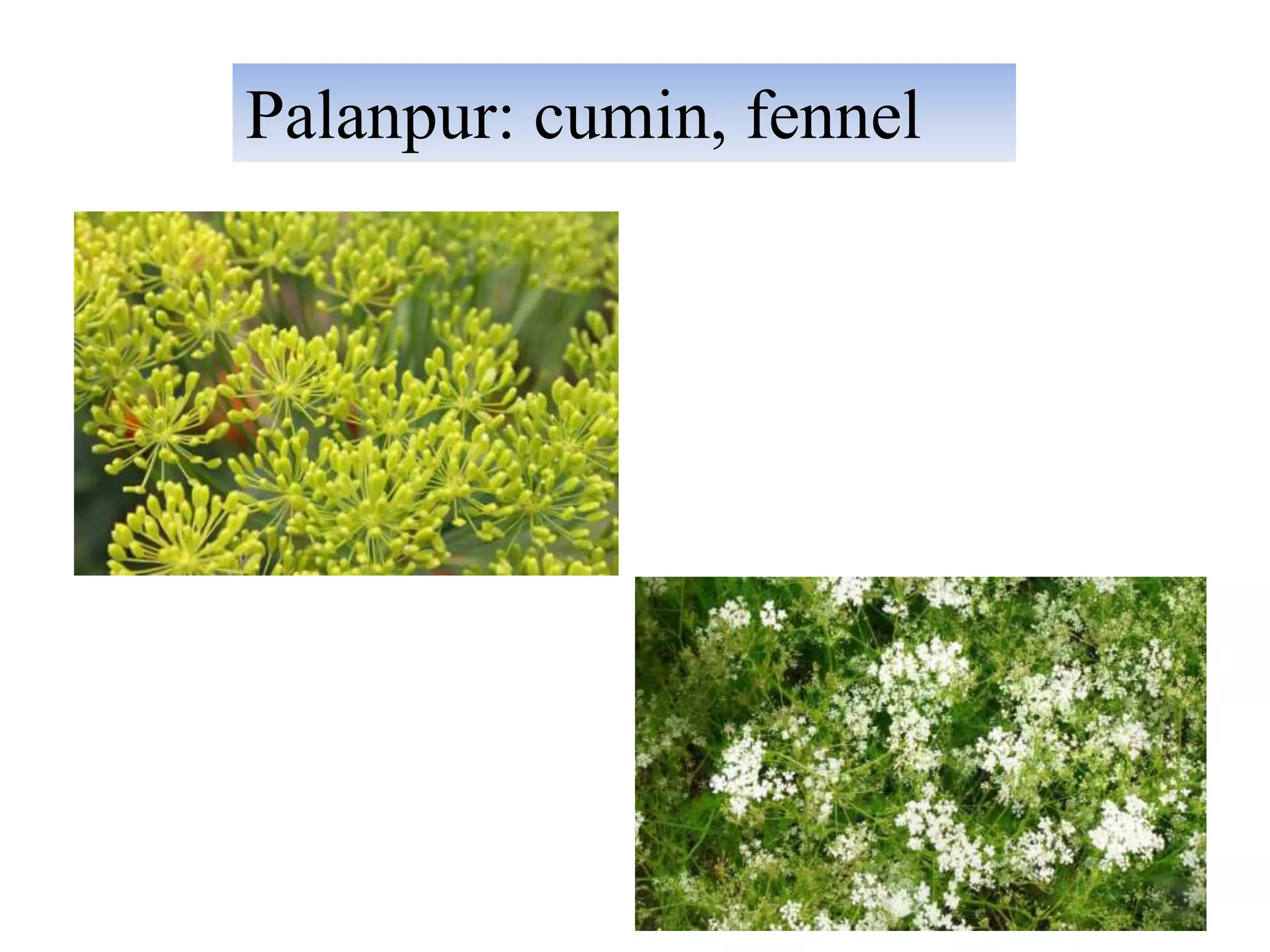 Crops of gujarat PPT