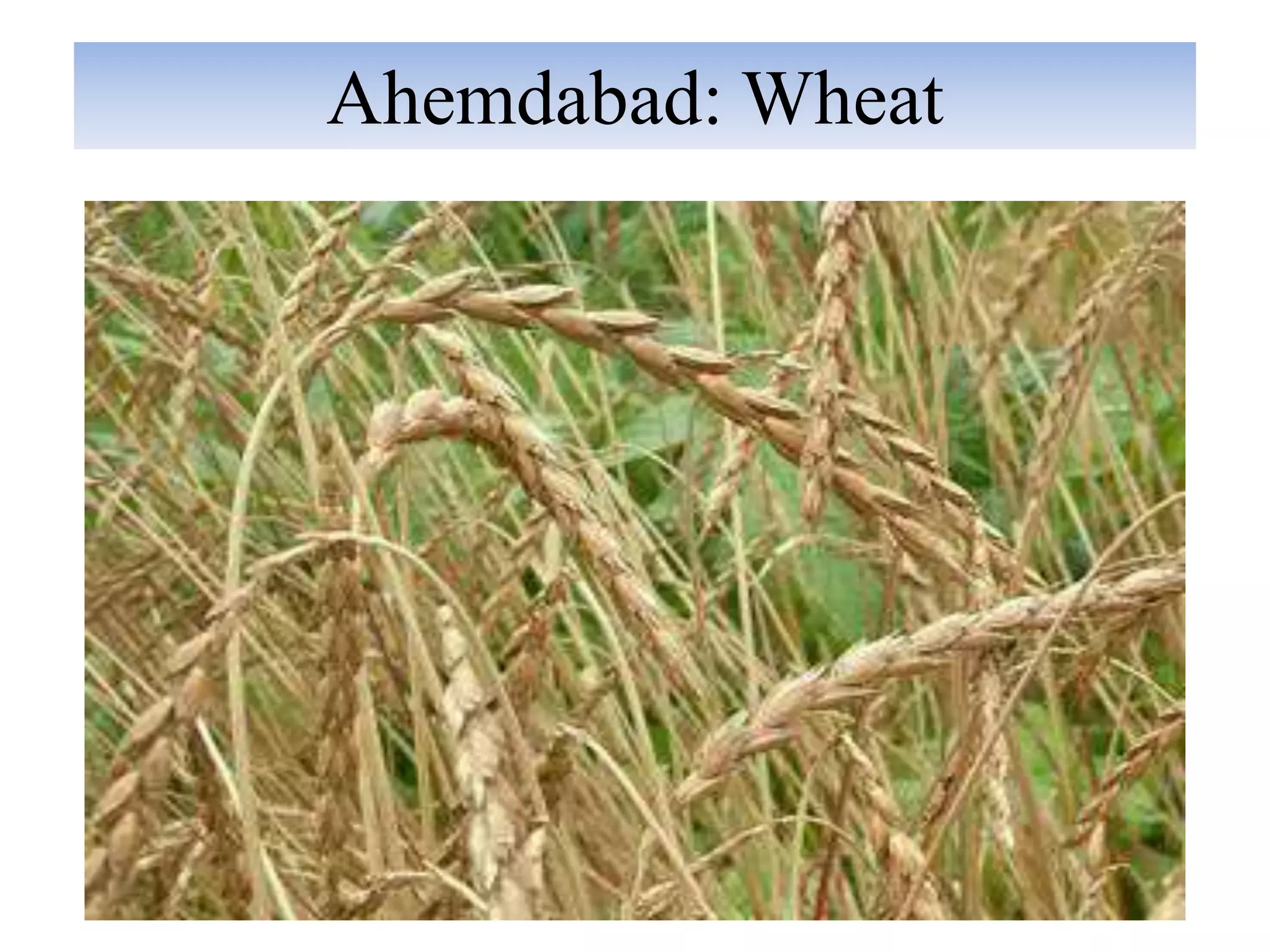 Crops of gujarat PPT
