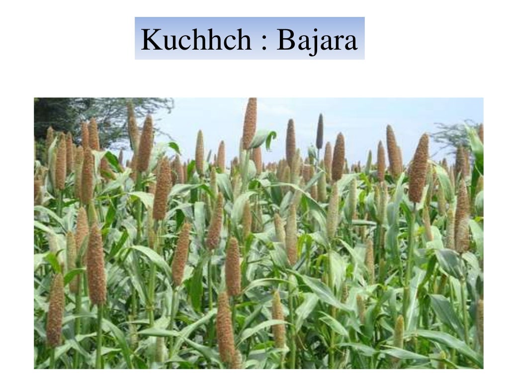 Crops of gujarat