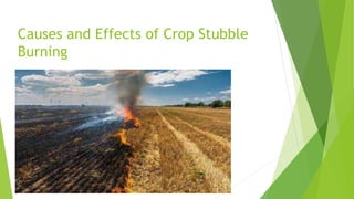 Causes and Effects of Crop Stubble
Burning
 