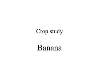 Crop study Banana 