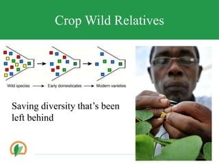 Crop Wild Relatives
Saving diversity thats been
left behind
12
 