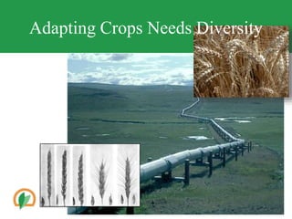 2
Adapting Crops Needs Diversity
 
