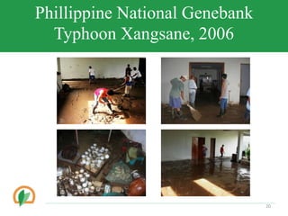 Phillippine National Genebank
Typhoon Xangsane, 2006
20
 