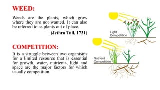 Root Competition CROP WEED COMPETITION.pptx