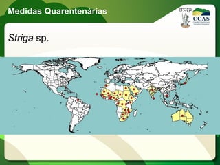 Medidas Quarentenárias


Striga sp.
 