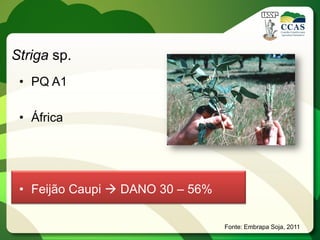 Striga sp.
 • PQ A1

 • África




 • Feijão Caupi  DANO 30 – 56%

                                  Fonte: Embrapa Soja, 2011
 