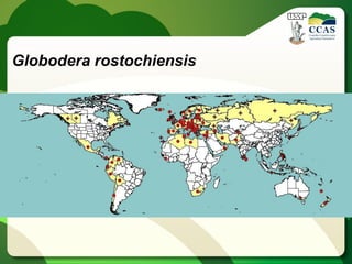 Globodera rostochiensis
 