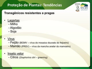 Proteção de Plantas: Tendências
Transgênicos resistentes a pragas

• Lagartas
  - Milho
  - Algodão
  - Soja

• Virus
  - Feijão (BGMV – vírus do mosaico dourado do feijoeiro)
  - Mamão (PRSV) – vírus da mancha anelar do mamoeiro)

• Inseto vetor
   - Citros (Diaphorina citri – greening)
 