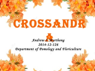 crossandr
aAndrew L Myrthong
2014-12-126
Department of Pomology and Floriculture
 