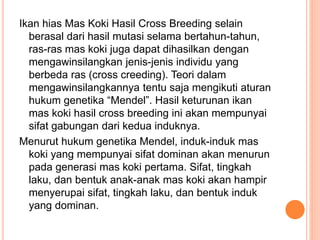 Ikan hias Mas Koki Hasil Cross Breeding selain
berasal dari hasil mutasi selama bertahun-tahun,
ras-ras mas koki juga dapat dihasilkan dengan
mengawinsilangkan jenis-jenis individu yang
berbeda ras (cross creeding). Teori dalam
mengawinsilangkannya tentu saja mengikuti aturan
hukum genetika “Mendel”. Hasil keturunan ikan
mas koki hasil cross breeding ini akan mempunyai
sifat gabungan dari kedua induknya.
Menurut hukum genetika Mendel, induk-induk mas
koki yang mempunyai sifat dominan akan menurun
pada generasi mas koki pertama. Sifat, tingkah
laku, dan bentuk anak-anak mas koki akan hampir
menyerupai sifat, tingkah laku, dan bentuk induk
yang dominan.
 
