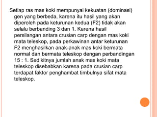 Setiap ras mas koki mempunyai kekuatan (dominasi)
gen yang berbeda, karena itu hasil yang akan
diperoleh pada keturunan kedua (F2) tidak akan
selalu berbanding 3 dan 1. Karena hasil
persilangan antara crusian carp dengan mas koki
mata teleskop, pada perkawinan antar keturunan
F2 menghasilkan anak-anak mas koki bermata
normal dan bermata teleskop dengan perbandingan
15 : 1. Sedikitnya jumlah anak mas koki mata
teleskop disebabkan karena pada crusian carp
terdapat faktor penghambat timbulnya sifat mata
teleskop.
 