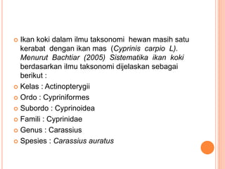  Ikan koki dalam ilmu taksonomi hewan masih satu
kerabat dengan ikan mas (Cyprinis carpio L).
Menurut Bachtiar (2005) Sistematika ikan koki
berdasarkan ilmu taksonomi dijelaskan sebagai
berikut :
 Kelas : Actinopterygii
 Ordo : Cypriniformes
 Subordo : Cyprinoidea
 Famili : Cyprinidae
 Genus : Carassius
 Spesies : Carassius auratus
 