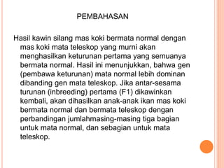 PEMBAHASAN
Hasil kawin silang mas koki bermata normal dengan
mas koki mata teleskop yang murni akan
menghasilkan keturunan pertama yang semuanya
bermata normal. Hasil ini menunjukkan, bahwa gen
(pembawa keturunan) mata normal lebih dominan
dibanding gen mata teleskop. Jika antar-sesama
turunan (inbreeding) pertama (F1) dikawinkan
kembali, akan dihasilkan anak-anak ikan mas koki
bermata normal dan bermata teleskop dengan
perbandingan jumlahmasing-masing tiga bagian
untuk mata normal, dan sebagian untuk mata
teleskop.
 