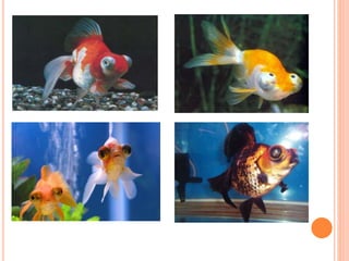 Cross breeding ikan mas koki normal dan teleskop