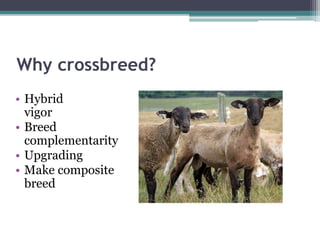 Crossbreeding Examples Crossbreeding with Katahdins | PPTX